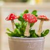 Magic Mushroom