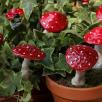 Magic Mushroom