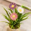 Giant Daisy