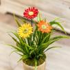 Giant Daisy