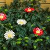 Giant Daisy
