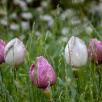 Tulip