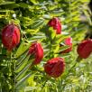 Tulip - Red