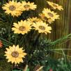 Giant Sunflower