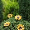 Giant Sunflower