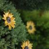Giant Sunflower