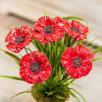 Giant Poppy