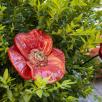 Giant Poppy