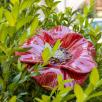Giant Poppy