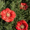 Giant Poppy
