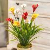 Giant Calla - Yellow