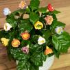 Primrose