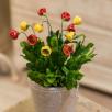 Primrose - Yellow