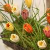 Crocus