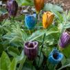 Crocus