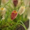 Crocus - Pink