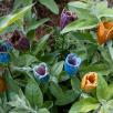 Crocus