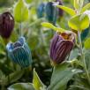 Crocus
