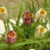 Crocus