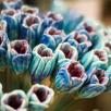 Crocus