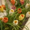 Crocus