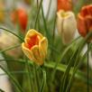 Crocus