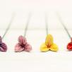 Freesia