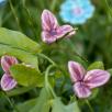 Freesia