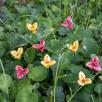Freesia