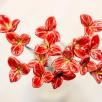 Freesia