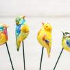 Little Bird
