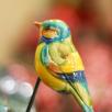 Little Bird
