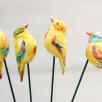Little Bird