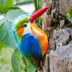 Kingfisher Bird
