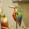 Kingfisher Bird