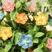 Fairy Flower