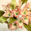 Lily - Blush-Edged