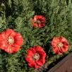 Giant Poppy