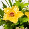Medium Centerpiece with Daffodils  - Yellow