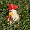 Rooster