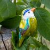 Little Bird - Mixed