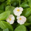 Pansy - White