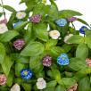 Pansy