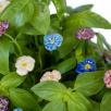 Pansy