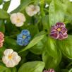 Pansy