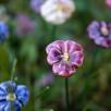 Pansy