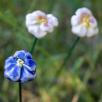 Pansy