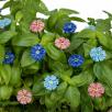 Mini Cornflower