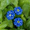 Mini Cornflower - Blue