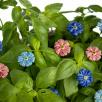 Mini Cornflower